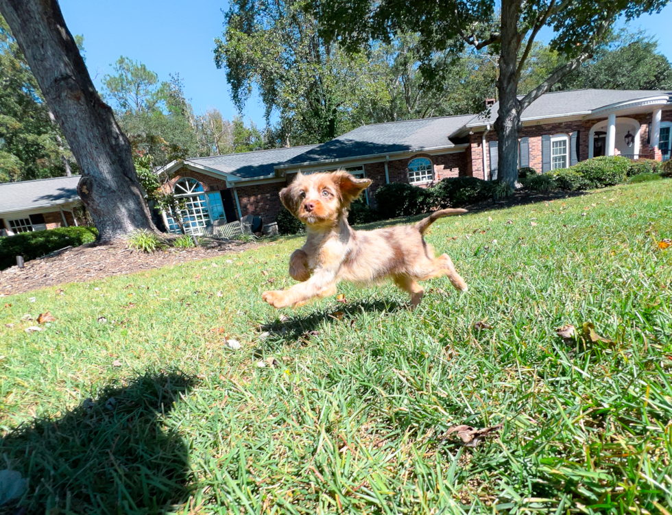 Cavapoo Puppy for Adoption