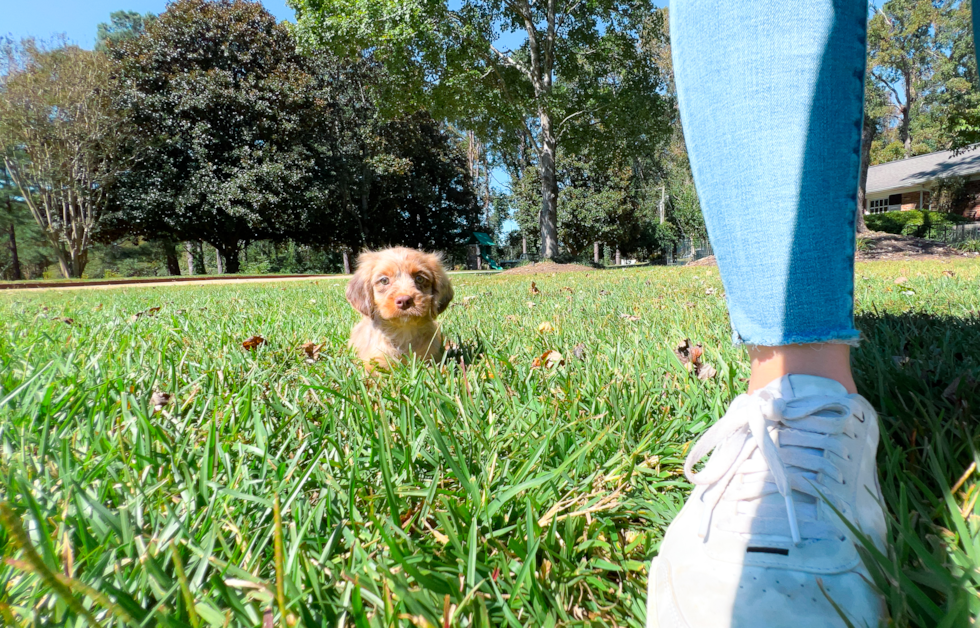 Best Cavapoo Baby