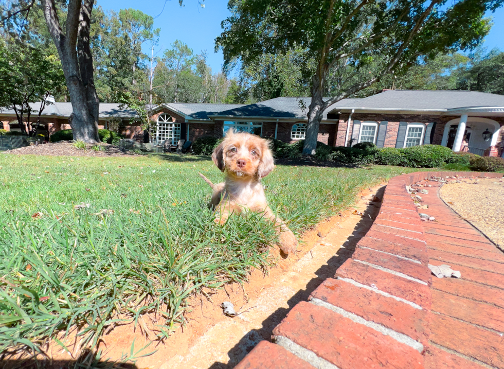 Cavapoo Puppy for Adoption