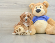 7 week old Cavapoo Puppy For Sale - Simply Southern Pups