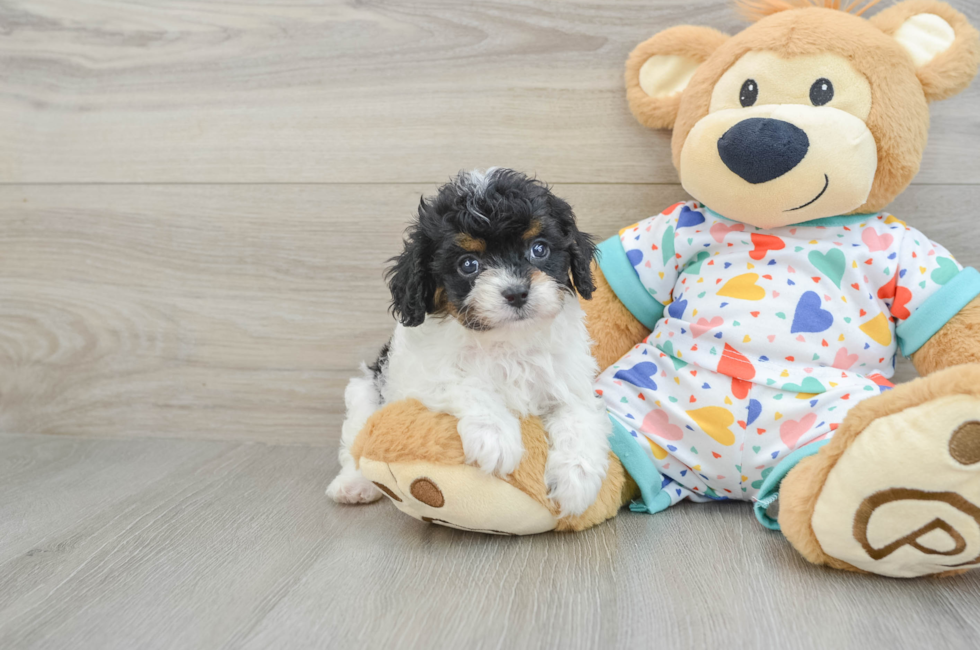 5 week old Cavapoo Puppy For Sale - Simply Southern Pups