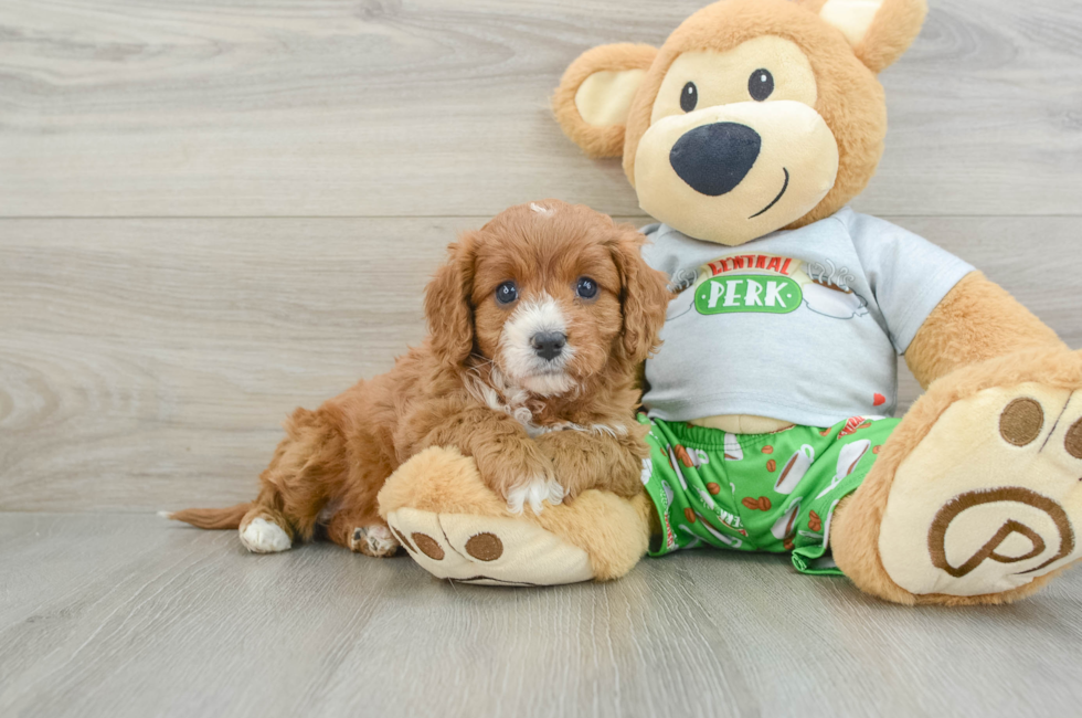 6 week old Cavapoo Puppy For Sale - Simply Southern Pups