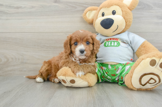 Fluffy Cavapoo Poodle Mix Pup