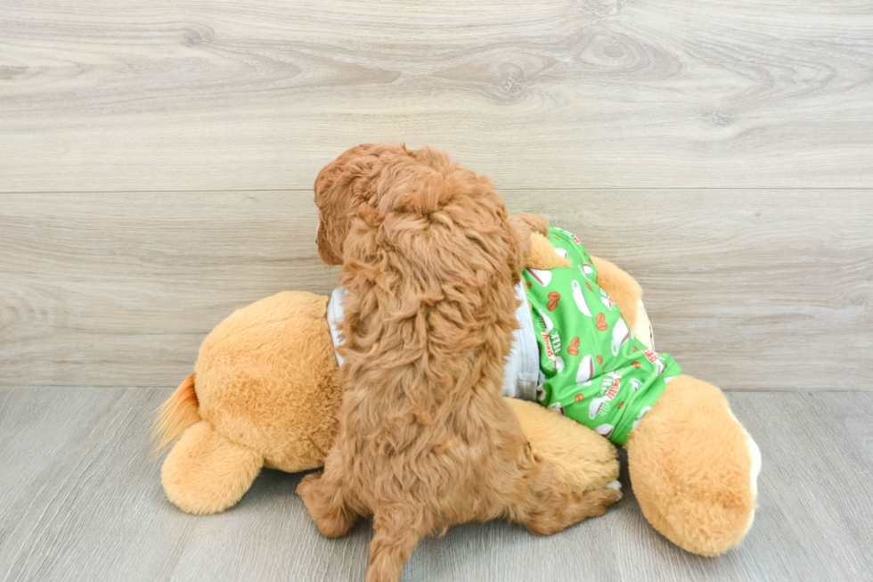 Friendly Cavapoo Baby