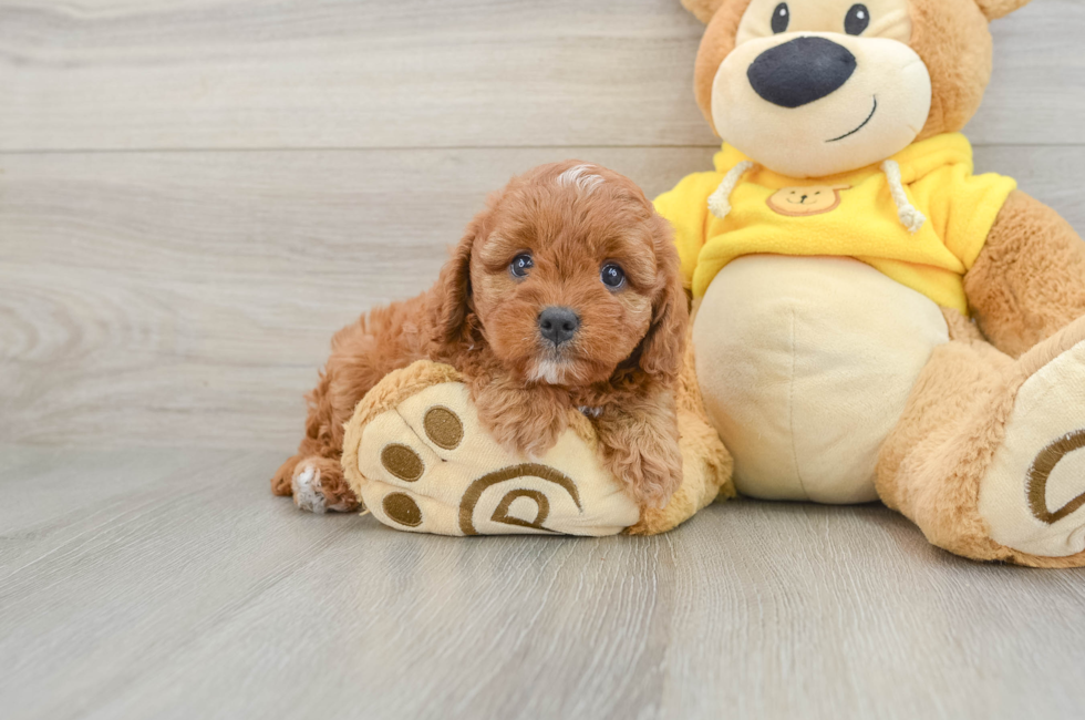 6 week old Cavapoo Puppy For Sale - Simply Southern Pups