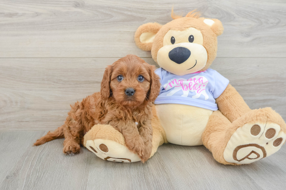 7 week old Cavapoo Puppy For Sale - Simply Southern Pups