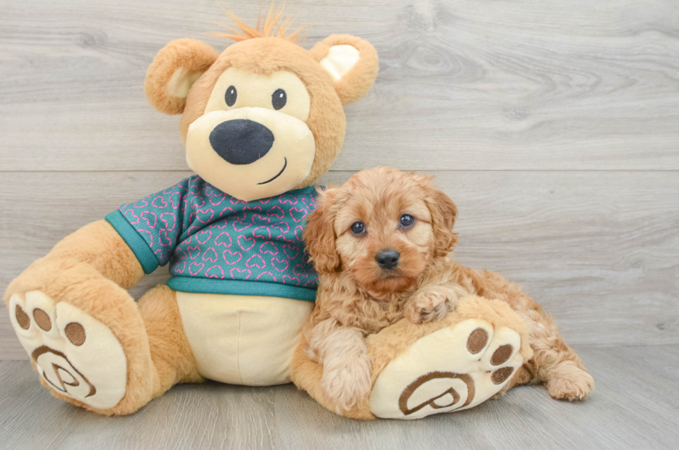 7 week old Cavapoo Puppy For Sale - Simply Southern Pups