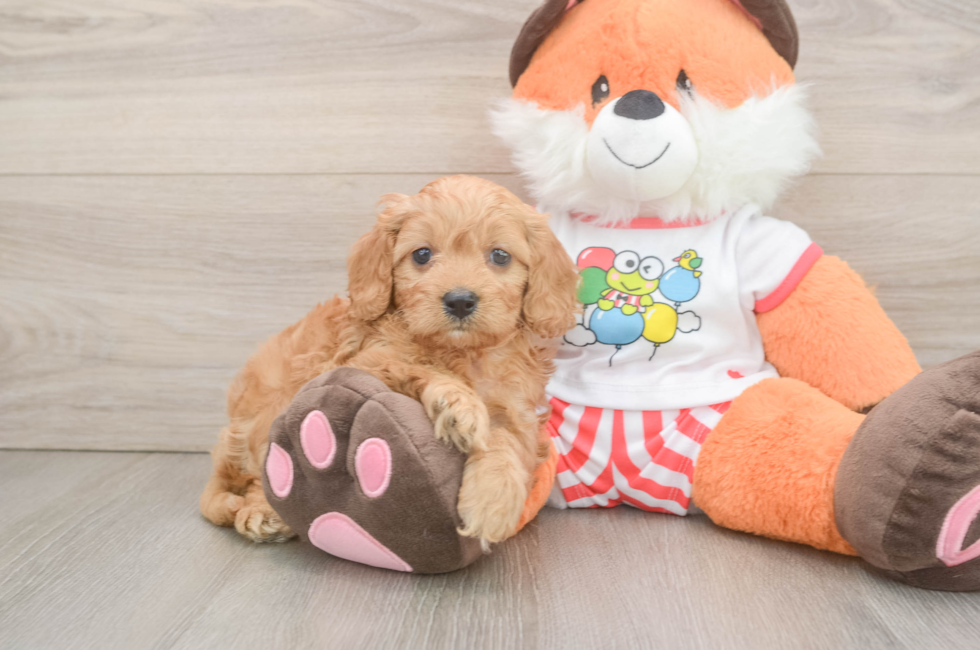 6 week old Cavapoo Puppy For Sale - Simply Southern Pups