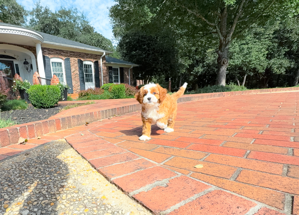 Best Cavapoo Baby