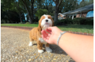 Cavapoo Puppy for Adoption