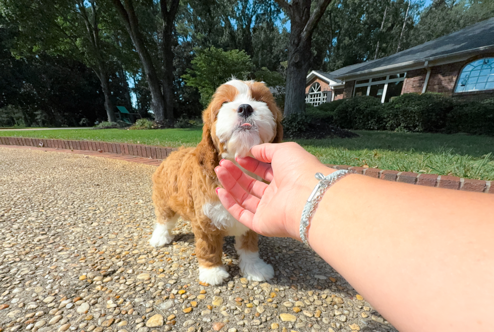 Cavapoo Puppy for Adoption