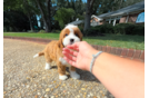 Cute Cavapoo Poodle Mix Pup