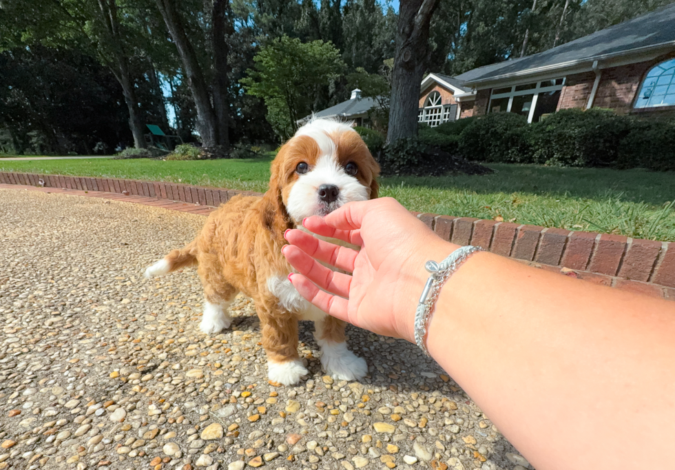Cute Cavapoo Poodle Mix Pup