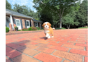 Cute Cavapoo Baby