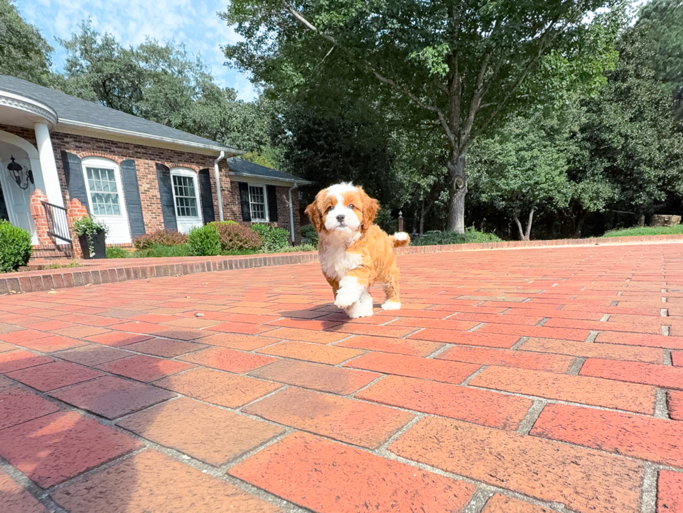 Cute Cavapoo Baby