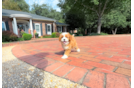 Cute Cavalier King Charles Spaniel and Poodle Mix Poodle Mix Puppy