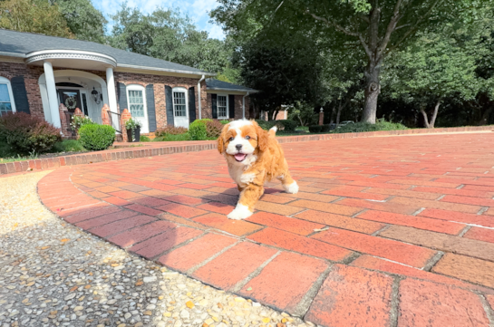Cute Cavalier King Charles Spaniel and Poodle Mix Poodle Mix Puppy