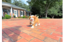 Cavapoo Puppy for Adoption