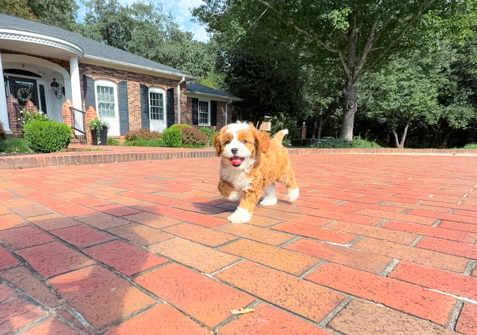 Cavapoo Puppy for Adoption
