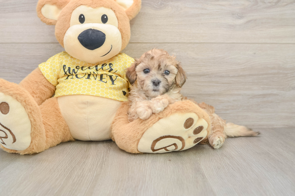 Cavapoo Puppy for Adoption