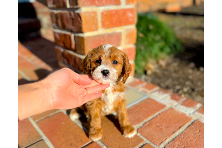 Cavapoo Pup Being Cute