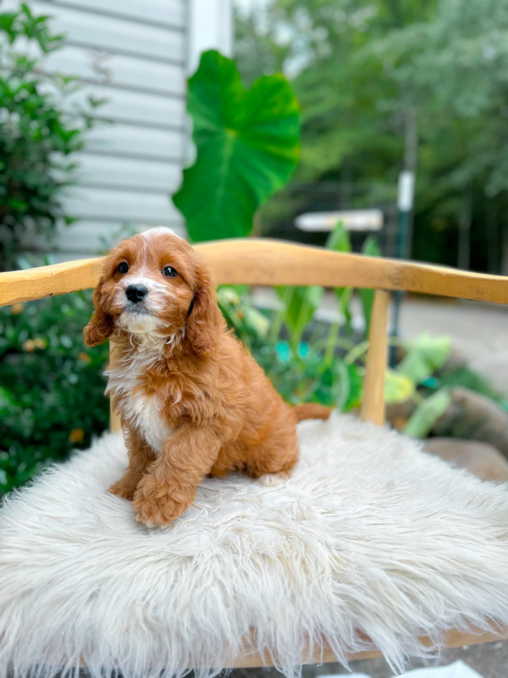 Best Cavapoo Baby