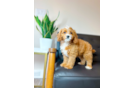 Cavapoo Puppy for Adoption