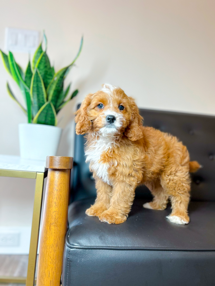 Cavapoo Puppy for Adoption