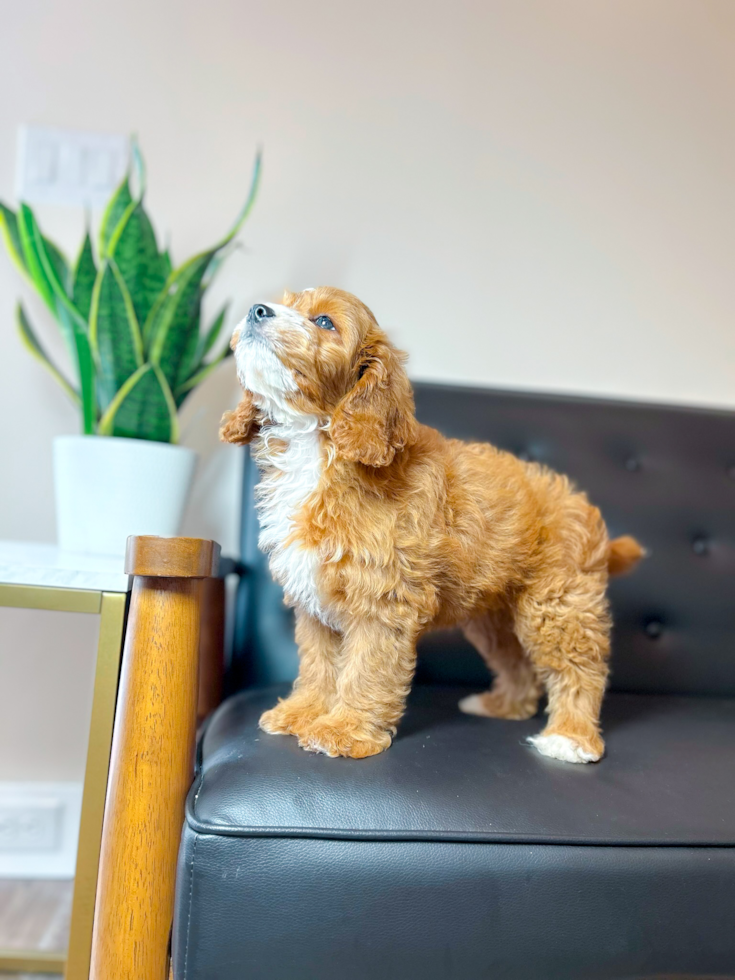 Cute Cavapoo Poodle Mix Pup