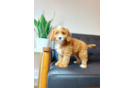 Cute Cavapoodle Poodle Mix Puppy