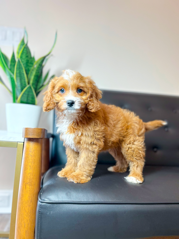 Cute Cavapoodle Poodle Mix Puppy