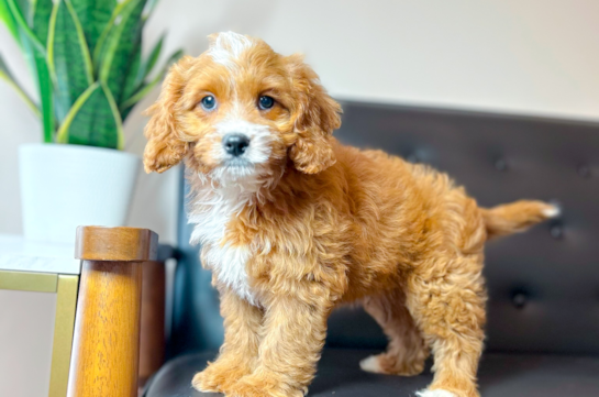 Cute Cavapoodle Poodle Mix Puppy