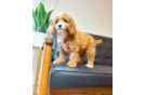 Cute Cavapoo Poodle Mix Pup