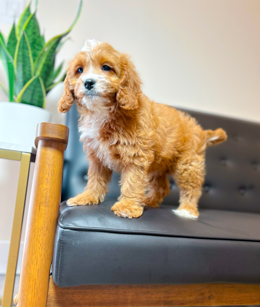 Cute Cavapoo Poodle Mix Pup