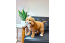 Cute Cavapoo Baby