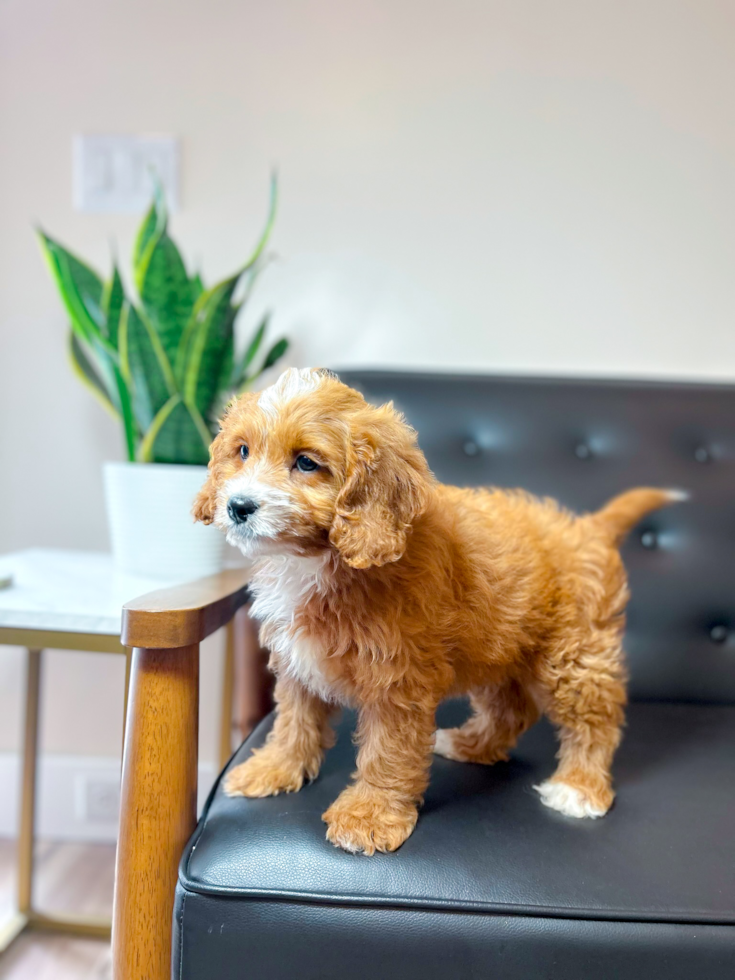 Cute Cavapoo Baby