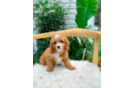 Cute Cavapoo Poodle Mix Pup