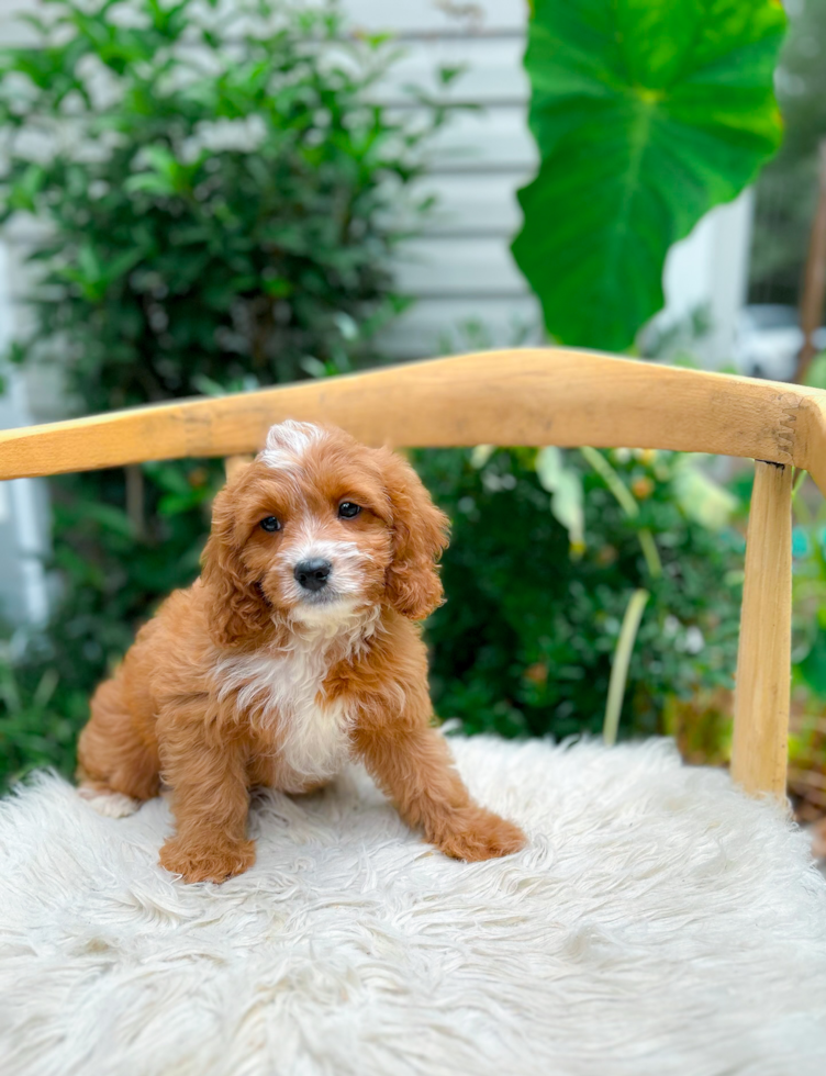 Cute Cavapoo Poodle Mix Pup