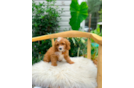 Cavapoo Puppy for Adoption