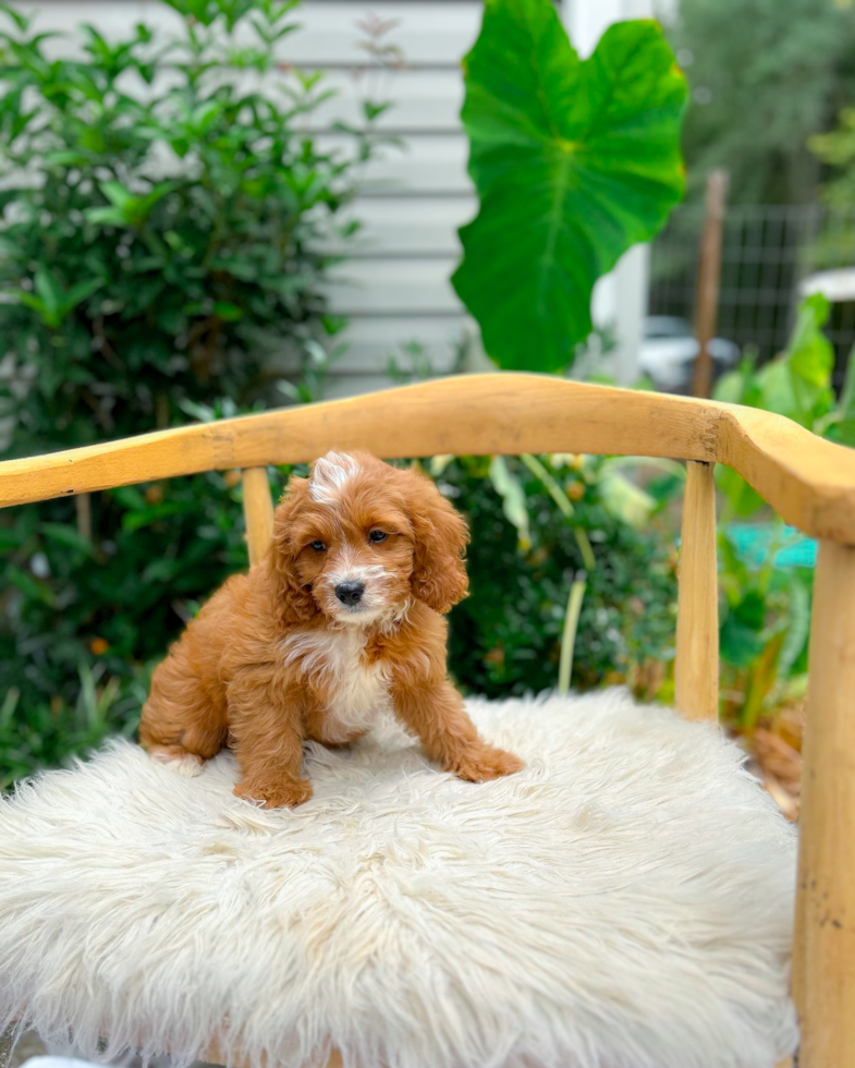 Cavapoo Puppy for Adoption