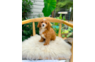 Cute Cavapoo Baby