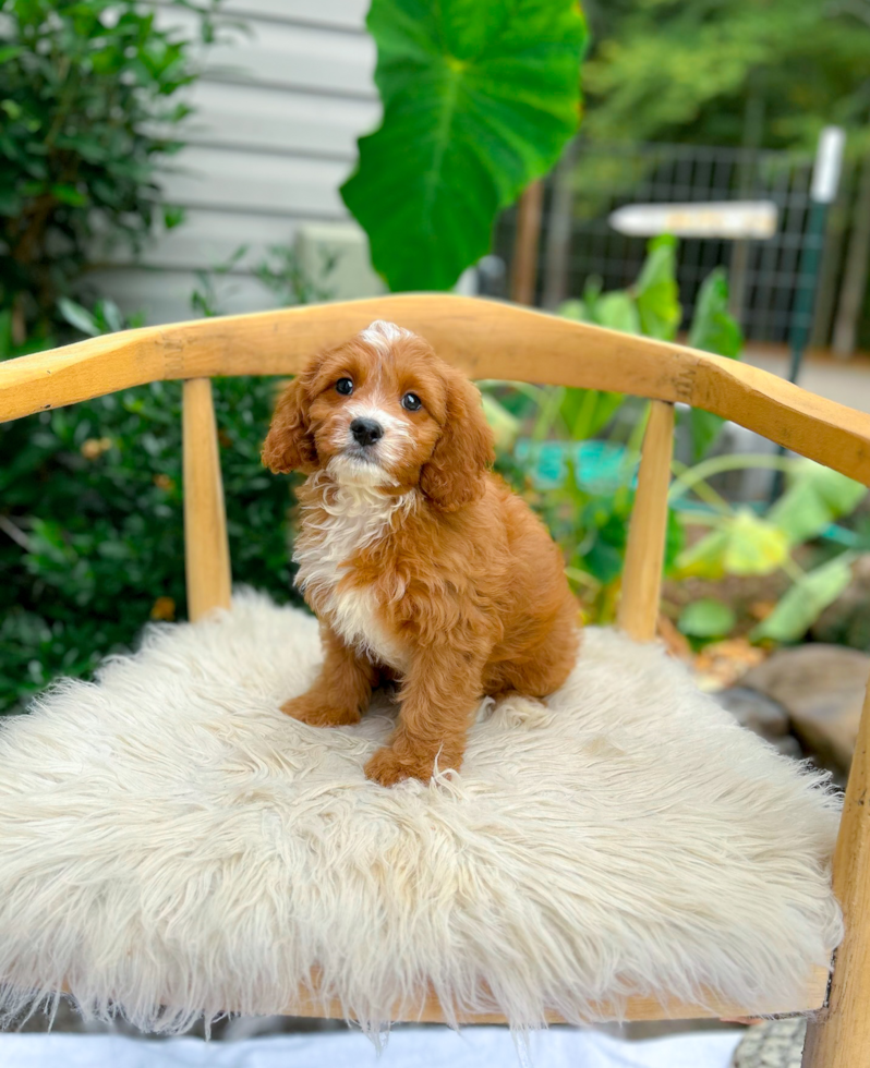 Cute Cavapoo Baby