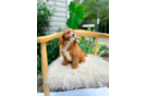 Cute Cavapoo Poodle Mix Pup