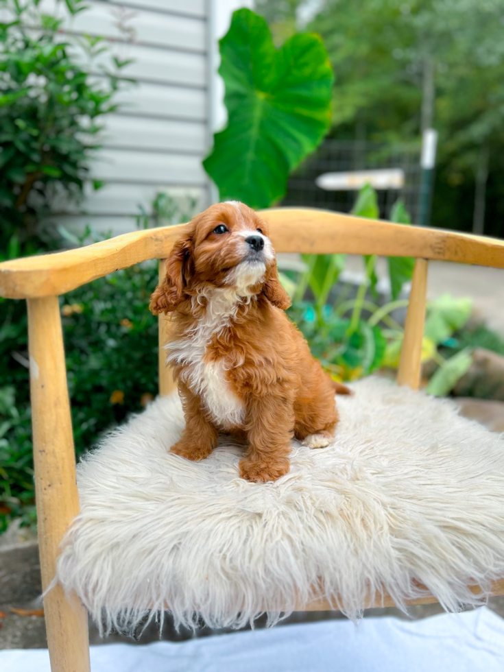 Cute Cavapoo Poodle Mix Pup