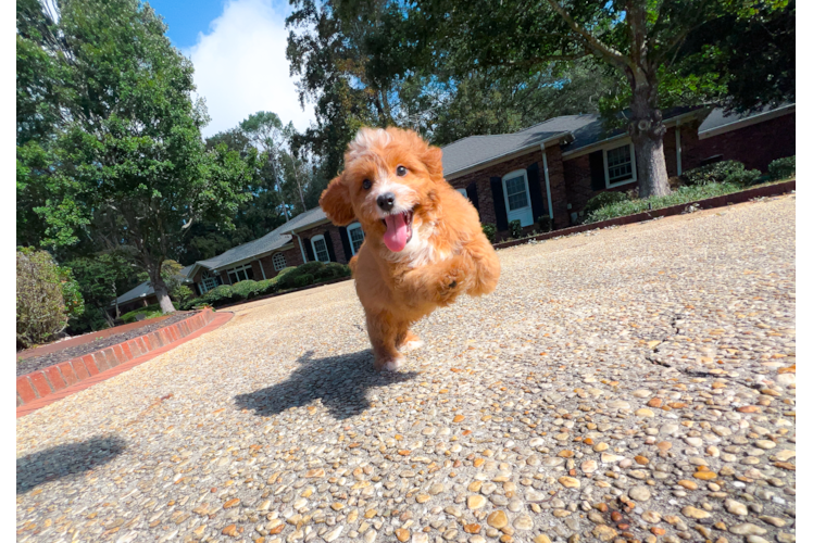 Cavapoo Pup Being Cute