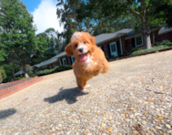 12 week old Cavapoo Puppy For Sale - Simply Southern Pups