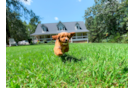 Best Cavapoo Baby