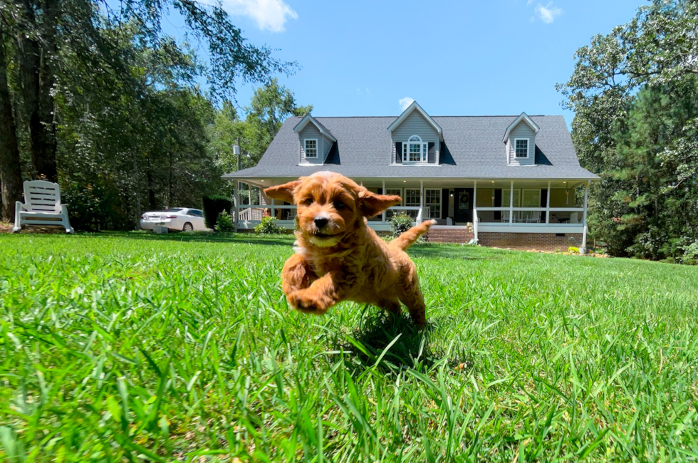 9 week old Cavapoo Puppy For Sale - Simply Southern Pups