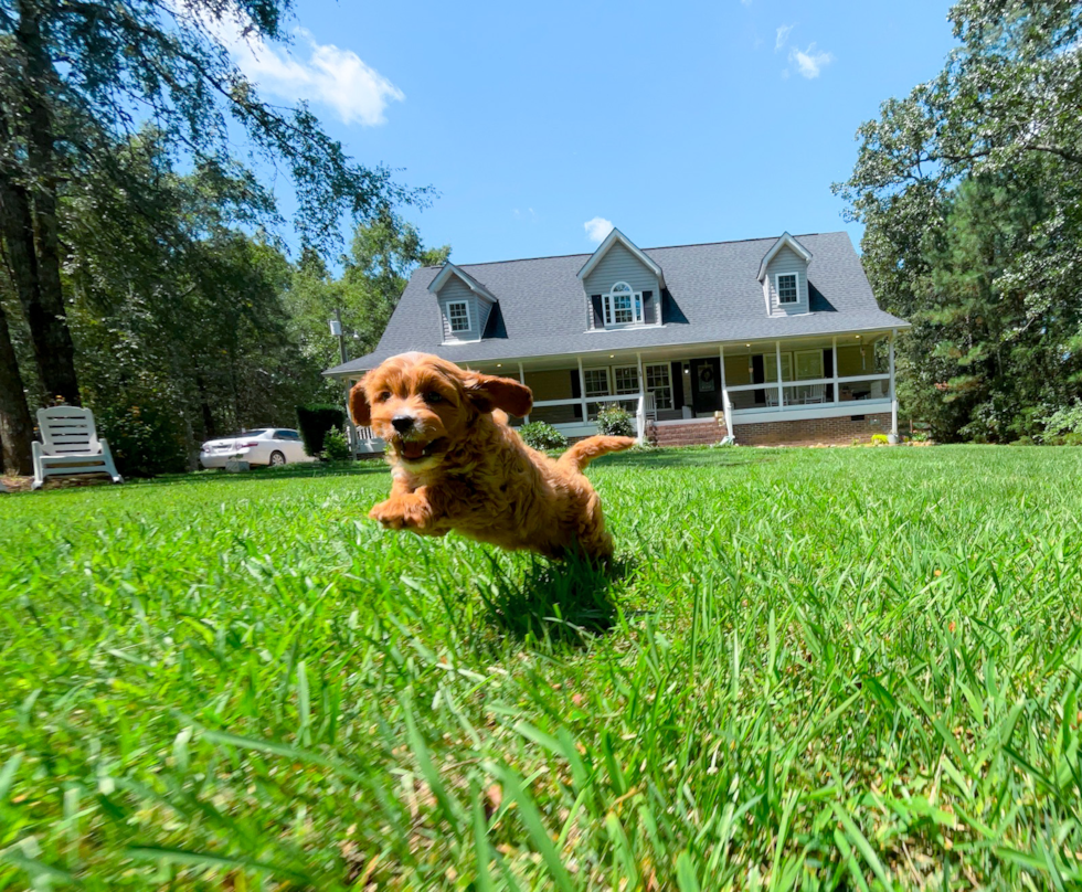 Best Cavapoo Baby