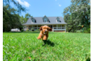 Cavapoo Pup Being Cute